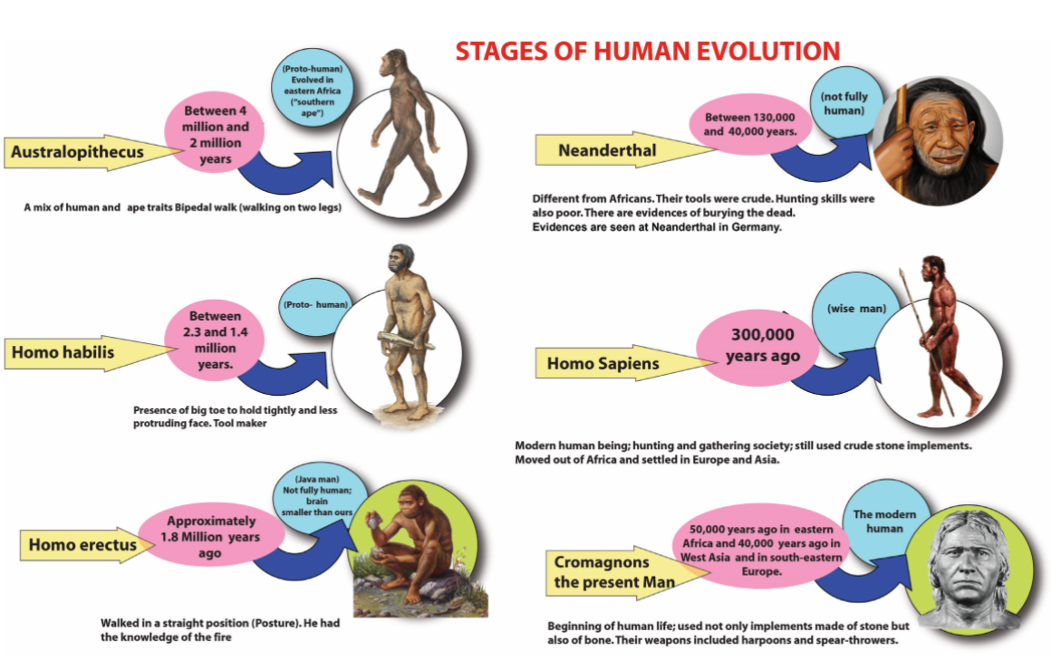 Human Evolution Notes 6th Social Science - WINMEEN