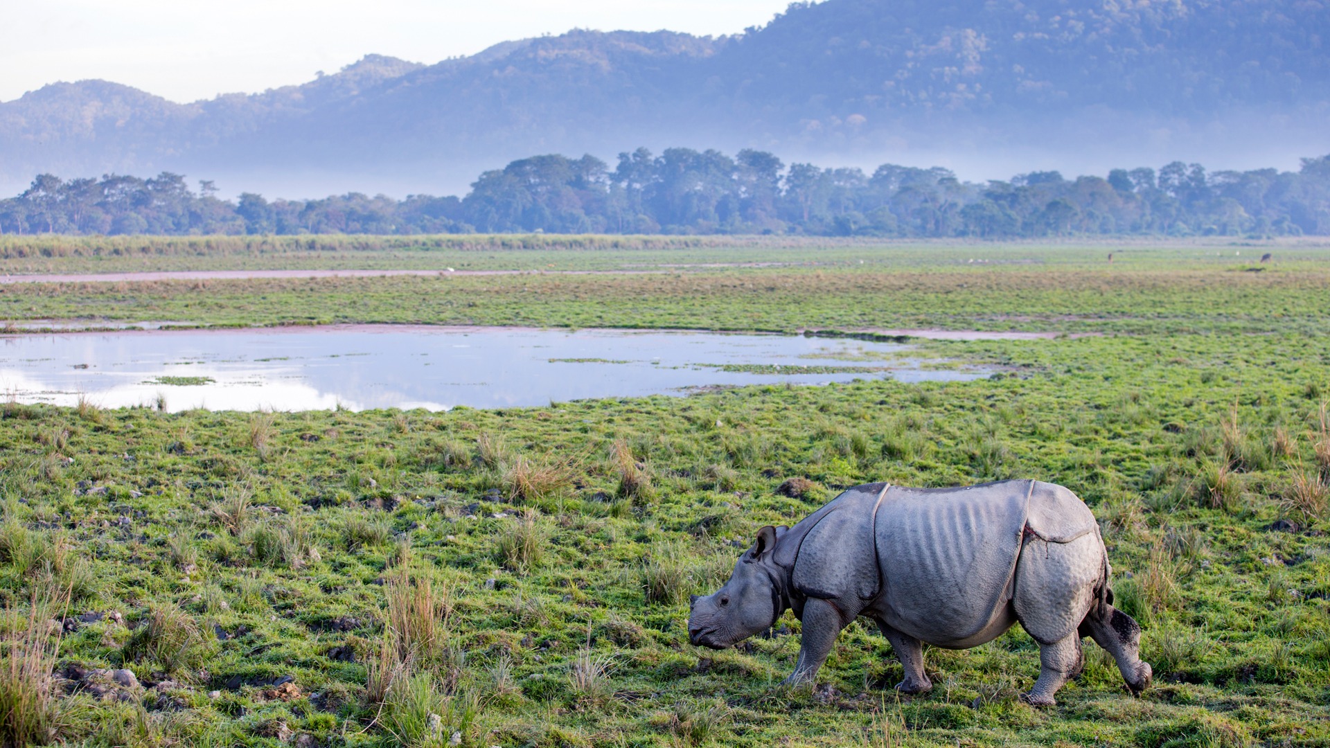 Safari Game Drive in Kaziranga National Park | andBeyond