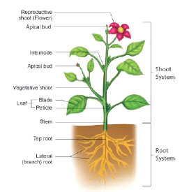 The Living World Of Plants Notes 6th Science Lesson 4 Notes in English ...