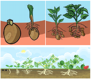 Reproduction And Modification In Plants Notes 7th Science Lesson 5 ...